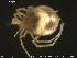  ( - HYDCA224)  @11 [ ] Creative Commons  Attribution Non-Commercial Share-Alike (2019) NTNU University Museum, Department of Natural History NTNU University Museum, Department of Natural History