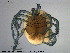  (Piona longipalpis - HYDCA234)  @11 [ ] Creative Commons  Attribution Non-Commercial Share-Alike (2019) NTNU University Museum, Department of Natural History NTNU University Museum, Department of Natural History