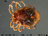  (Tiphys ornatus - HYDCA253)  @11 [ ] Creative Commons  Attribution Non-Commercial Share-Alike (2019) NTNU University Museum, Department of Natural History NTNU University Museum, Department of Natural History
