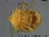  (Piersigiidae - HYDCA259)  @11 [ ] Creative Commons  Attribution Non-Commercial Share-Alike (2019) NTNU University Museum, Department of Natural History NTNU University Museum, Department of Natural History