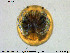  ( - HYDCA268)  @11 [ ] Creative Commons  Attribution Non-Commercial Share-Alike (2019) NTNU University Museum, Department of Natural History NTNU University Museum, Department of Natural History