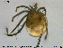  (Lebertia insignis - HYDCA292)  @11 [ ] Creative Commons  Attribution Non-Commercial Share-Alike (2019) NTNU University Museum, Department of Natural History NTNU University Museum, Department of Natural History