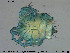  ( - HYDCA320)  @11 [ ] Creative Commons  Attribution Non-Commercial Share-Alike (2019) NTNU University Museum, Department of Natural History NTNU University Museum, Department of Natural History