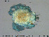  ( - HYDCA320)  @11 [ ] Creative Commons  Attribution Non-Commercial Share-Alike (2019) NTNU University Museum, Department of Natural History NTNU University Museum, Department of Natural History