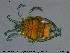  (Arrenurus kjerrmanni - HYDCA321)  @11 [ ] Creative Commons  Attribution Non-Commercial Share-Alike (2019) NTNU University Museum, Department of Natural History NTNU University Museum, Department of Natural History