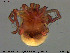  (Piona coccinoides - HYDCA323)  @11 [ ] Creative Commons  Attribution Non-Commercial Share-Alike (2019) NTNU University Museum, Department of Natural History NTNU University Museum, Department of Natural History