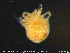  ( - HYDCA325)  @11 [ ] Creative Commons  Attribution Non-Commercial Share-Alike (2020) NTNU University Museum, Department of Natural History NTNU University Museum, Department of Natural History