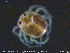  ( - HYDCA330)  @11 [ ] Creative Commons  Attribution Non-Commercial Share-Alike (2020) NTNU University Museum, Department of Natural History NTNU University Museum, Department of Natural History