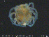  ( - HYDCA330)  @11 [ ] Creative Commons  Attribution Non-Commercial Share-Alike (2020) NTNU University Museum, Department of Natural History NTNU University Museum, Department of Natural History
