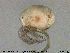  ( - HYDCA333)  @11 [ ] Creative Commons  Attribution Non-Commercial Share-Alike (2020) NTNU University Museum, Department of Natural History NTNU University Museum, Department of Natural History