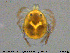  ( - HYDCA338)  @11 [ ] Creative Commons  Attribution Non-Commercial Share-Alike (2020) NTNU University Museum, Department of Natural History NTNU University Museum, Department of Natural History