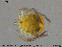  ( - HYDCA338)  @11 [ ] Creative Commons  Attribution Non-Commercial Share-Alike (2020) NTNU University Museum, Department of Natural History NTNU University Museum, Department of Natural History