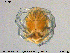  ( - HYDCA339)  @11 [ ] Creative Commons  Attribution Non-Commercial Share-Alike (2020) NTNU University Museum, Department of Natural History NTNU University Museum, Department of Natural History