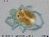  ( - HYDCA341)  @11 [ ] Creative Commons  Attribution Non-Commercial Share-Alike (2020) NTNU University Museum, Department of Natural History NTNU University Museum, Department of Natural History