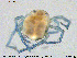  (Piona rotundoides - HYDCA347)  @11 [ ] Creative Commons  Attribution Non-Commercial Share-Alike (2020) NTNU University Museum, Department of Natural History NTNU University Museum, Department of Natural History