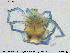  (Piona rotundoides - HYDCA347)  @11 [ ] Creative Commons  Attribution Non-Commercial Share-Alike (2020) NTNU University Museum, Department of Natural History NTNU University Museum, Department of Natural History