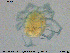  (Neumania limosa - HYDCA349)  @11 [ ] Creative Commons  Attribution Non-Commercial Share-Alike (2020) NTNU University Museum, Department of Natural History NTNU University Museum, Department of Natural History