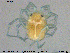  ( - HYDCA349)  @11 [ ] Creative Commons  Attribution Non-Commercial Share-Alike (2020) NTNU University Museum, Department of Natural History NTNU University Museum, Department of Natural History