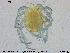  ( - HYDCA350)  @11 [ ] Creative Commons  Attribution Non-Commercial Share-Alike (2020) NTNU University Museum, Department of Natural History NTNU University Museum, Department of Natural History