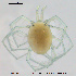  ( - HYDCA388)  @11 [ ] Creative Commons Attribution NonCommercial ShareAlike (2020) NTNU University Museum, Department of Natural History NTNU University Museum, Department of Natural History