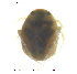  (Piona paucipora - HYDCA390)  @11 [ ] Creative Commons Attribution NonCommercial ShareAlike (2020) NTNU University Museum, Department of Natural History NTNU University Museum, Department of Natural History