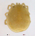  ( - HYDCA396)  @11 [ ] Creative Commons Attribution NonCommercial ShareAlike (2020) NTNU University Museum, Department of Natural History NTNU University Museum, Department of Natural History