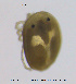  ( - HYDCA399)  @11 [ ] Creative Commons Attribution NonCommercial ShareAlike (2020) NTNU University Museum, Department of Natural History NTNU University Museum, Department of Natural History