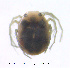  ( - HYDCA408)  @11 [ ] Creative Commons Attribution NonCommercial ShareAlike (2020) NTNU University Museum, Department of Natural History NTNU University Museum, Department of Natural History