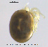  ( - HYDCA420)  @11 [ ] Creative Commons Attribution NonCommercial ShareAlike (2020) NTNU University Museum, Department of Natural History NTNU University Museum, Department of Natural History