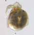  ( - HYDCA421)  @11 [ ] Creative Commons Attribution NonCommercial ShareAlike (2020) NTNU University Museum, Department of Natural History NTNU University Museum, Department of Natural History