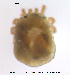  ( - HYDCA423)  @11 [ ] Creative Commons Attribution NonCommercial ShareAlike (2020) NTNU University Museum, Department of Natural History NTNU University Museum, Department of Natural History