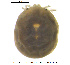  ( - HYDCA424)  @11 [ ] Creative Commons Attribution NonCommercial ShareAlike (2020) NTNU University Museum, Department of Natural History NTNU University Museum, Department of Natural History