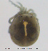  ( - HYDCA432)  @11 [ ] Creative Commons Attribution NonCommercial ShareAlike (2020) NTNU University Museum, Department of Natural History NTNU University Museum, Department of Natural History