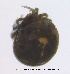  ( - HYDCA433)  @11 [ ] Creative Commons Attribution NonCommercial ShareAlike (2020) NTNU University Museum, Department of Natural History NTNU University Museum, Department of Natural History