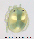  ( - HYDCA447)  @11 [ ] Creative Commons Attribution NonCommercial ShareAlike (2020) NTNU University Museum, Department of Natural History NTNU University Museum, Department of Natural History