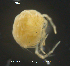  ( - HYDCA529)  @11 [ ] Creative Commons  Attribution Non-Commercial Share-Alike (2021) NTNU University Museum, Department of Natural History NTNU University Museum, Department of Natural History