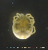  ( - HYDCA553)  @11 [ ] Creative Commons  Attribution Non-Commercial Share-Alike (2021) NTNU University Museum, Department of Natural History NTNU University Museum, Department of Natural History