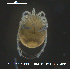  ( - HYDCA558)  @11 [ ] Creative Commons  Attribution Non-Commercial Share-Alike (2021) NTNU University Museum, Department of Natural History NTNU University Museum, Department of Natural History