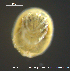  (Parabrachypoda modesta - HYDCA595)  @11 [ ] Creative Commons  Attribution Non-Commercial Share-Alike (2021) NTNU University Museum, Department of Natural History NTNU University Museum, Department of Natural History