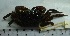  (Perisesarma eumolpe - Sementa7)  @13 [ ] Unspecified (default): All Rights Reserved  Unspecified Unspecified