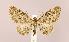  (Eupithecia sharronata - CNCLEP00025183)  @14 [ ] CreativeCommons - Attribution Non-Commercial Share-Alike (2007) Unspecified Canadian National Collection
