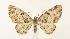  (Eupithecia albicapitata - CNCLEP00026574)  @14 [ ] CreativeCommons - Attribution Non-Commercial Share-Alike (2007) Unspecified Canadian National Collection
