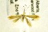  (Coleophora comptoniella gr - CNCLEP00157491)  @13 [ ] CreativeCommons - Attribution Non-Commercial Share-Alike (2017) Canadian National Collection Canadian National Collection