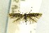  (Coelopoeta maiadella - NFRC-2017-01516)  @11 [ ] CreativeCommons - Attribution Non-Commercial Share-Alike (2017) Canadian National Collection Canadian National Collection