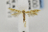  ( - CNCLEP00028996)  @13 [ ] CreativeCommons - Attribution Non-Commercial Share-Alike (2011) Jean-Francois Landry Canadian National Collection