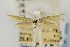  ( - CNCLEP00076557)  @11 [ ] CreativeCommons - Attribution Non-Commercial Share-Alike (2011) Jean-Francois Landry Canadian National Collection