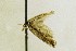  (Plutella nr. haasi - CNCLEP00001691)  @11 [ ] CreativeCommons - Attribution Non-Commercial Share-Alike (2018) Jean-Francois Landry Canadian National Collection