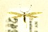 ( - CNCLEP00174793)  @13 [ ] CreativeCommons - Attribution Non-Commercial Share-Alike (2017) Canadian National Collection Canadian National Collection