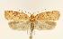  (Agonopterix robiniella - CNCLEP00027839)  @15 [ ] CreativeCommons - Attribution Non-Commercial Share-Alike (2007) Unspecified Canadian National Collection
