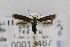  ( - CNCLEP00013467)  @13 [ ] CreativeCommons - Attribution Non-Commercial Share-Alike (2013) Jean-Francois Landry Canadian National Collection